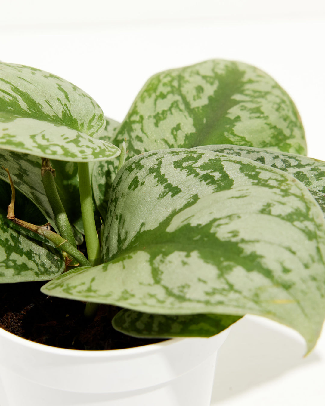 where to buy satin pothos Silver Satin Pothos For Sale Including Care Guide