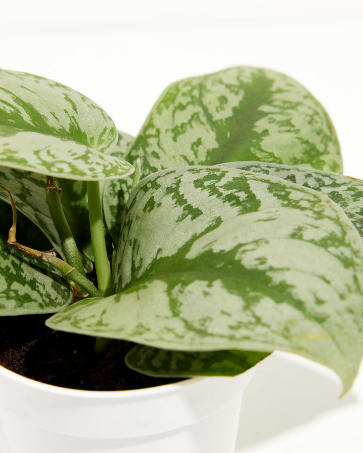 silver vs satin pothos Silver Satin Pothos For Sale Including Care Guide