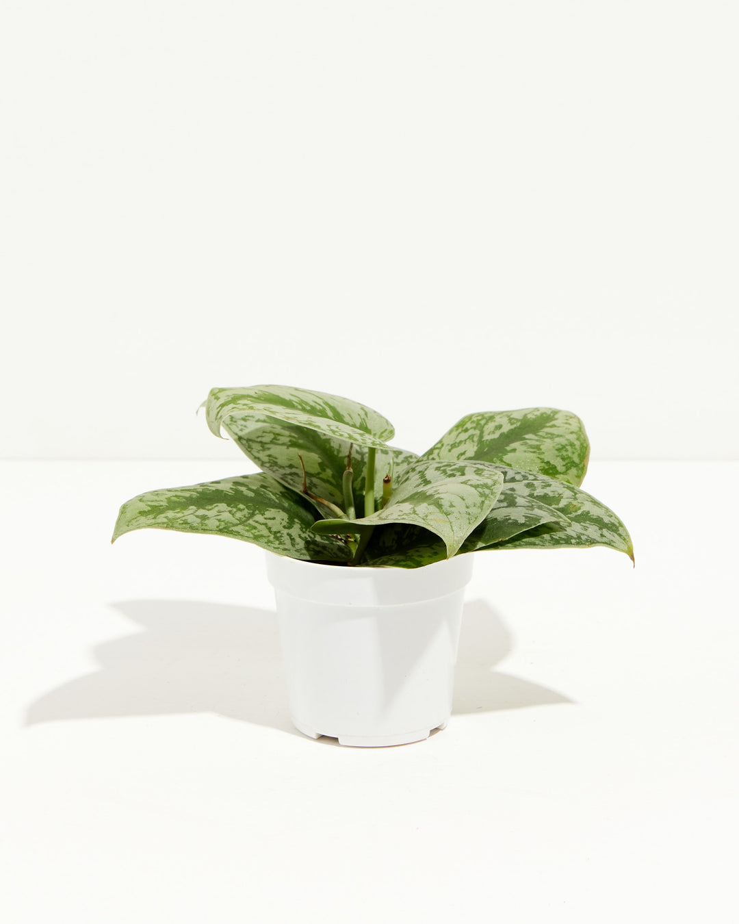 silver splash pothos vs satin pothos Silver Satin Pothos For Sale Including Care Guide