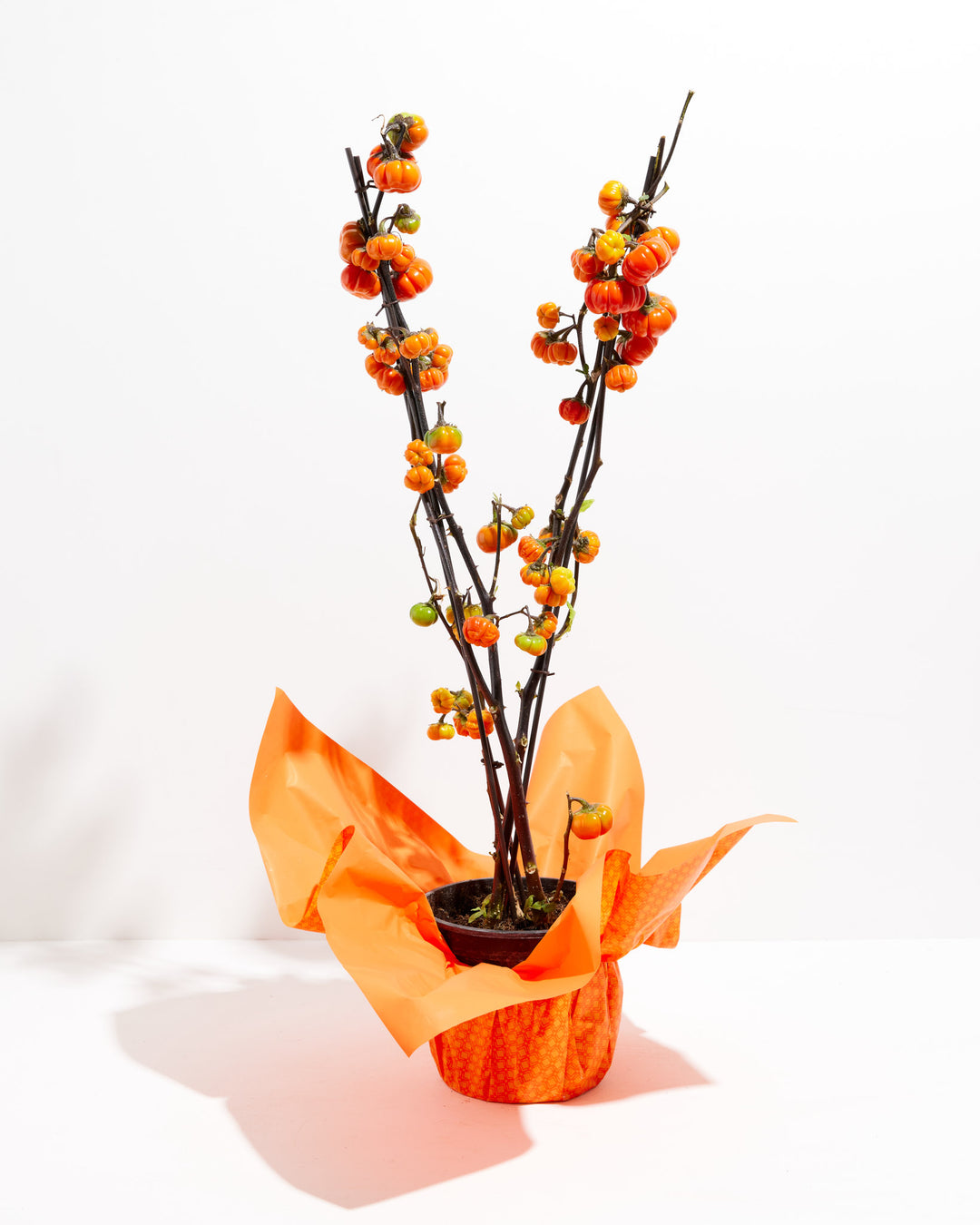 indoor pumpkin plant Pumpkin on a Stick For Sale, Care Guide & Growing Tips
