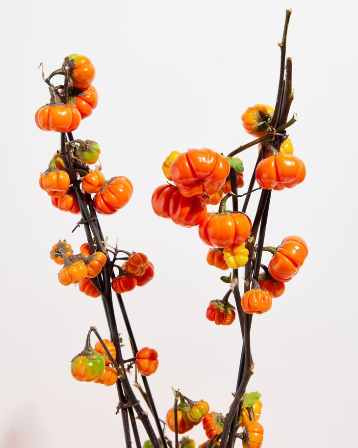 Live Pumpkin On A Stick - 40% Off, Lively Root, Plant, Detail, , , 