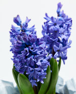 Violet Purples - Easter Hyacinth Featured Image