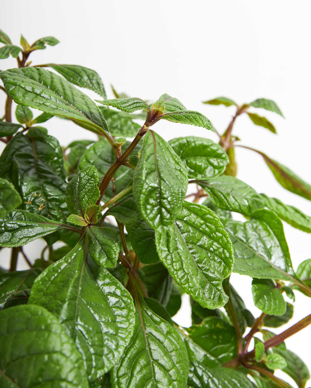 purple ivy house plant Purple Swedish Ivy | Live Hanging Plants