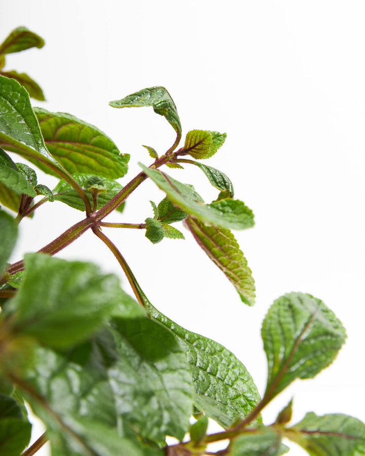 purple ivy house plant Purple Swedish Ivy | Live Hanging Plants