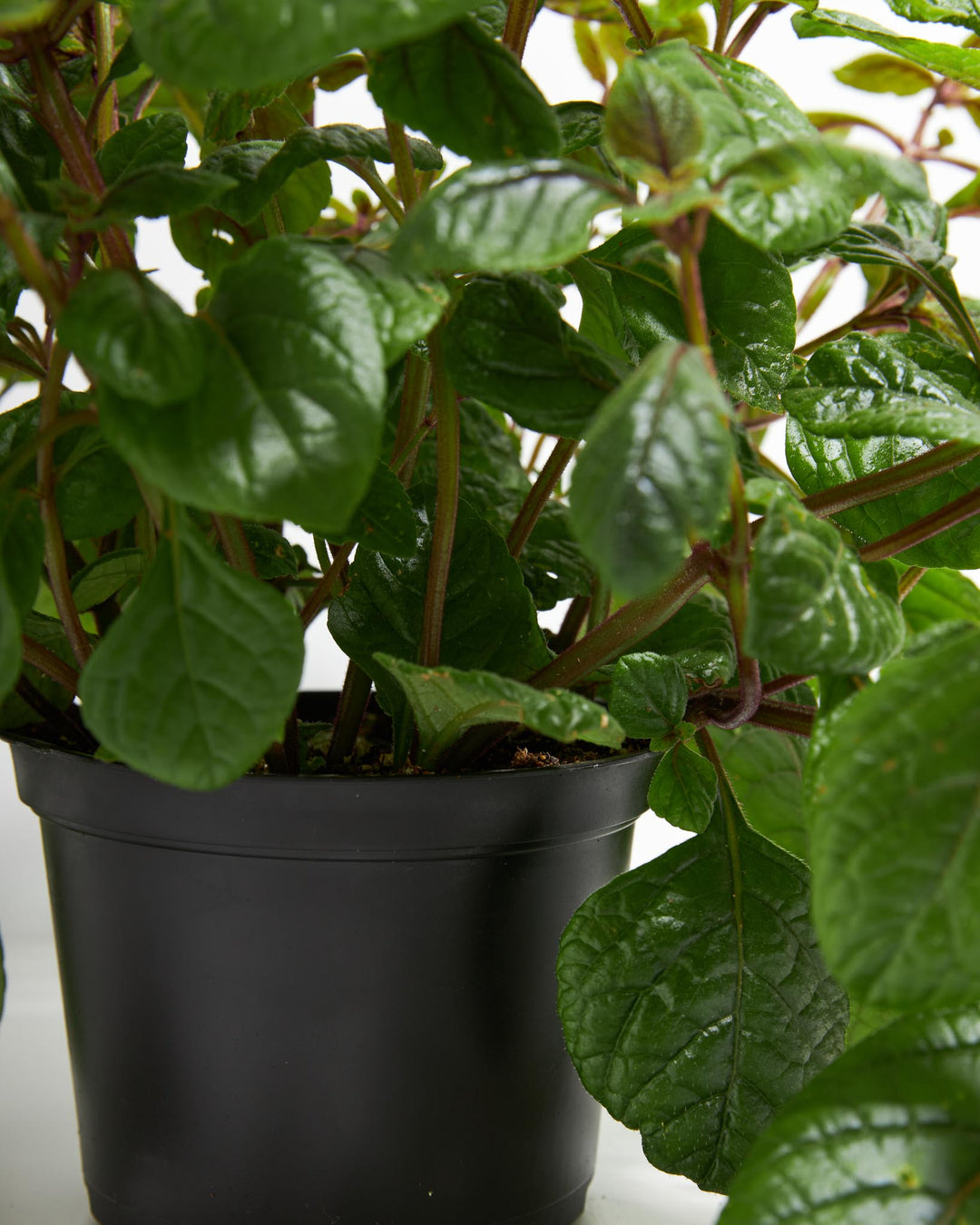 purple ivy plant indoor Purple Swedish Ivy | Live Hanging Plants
