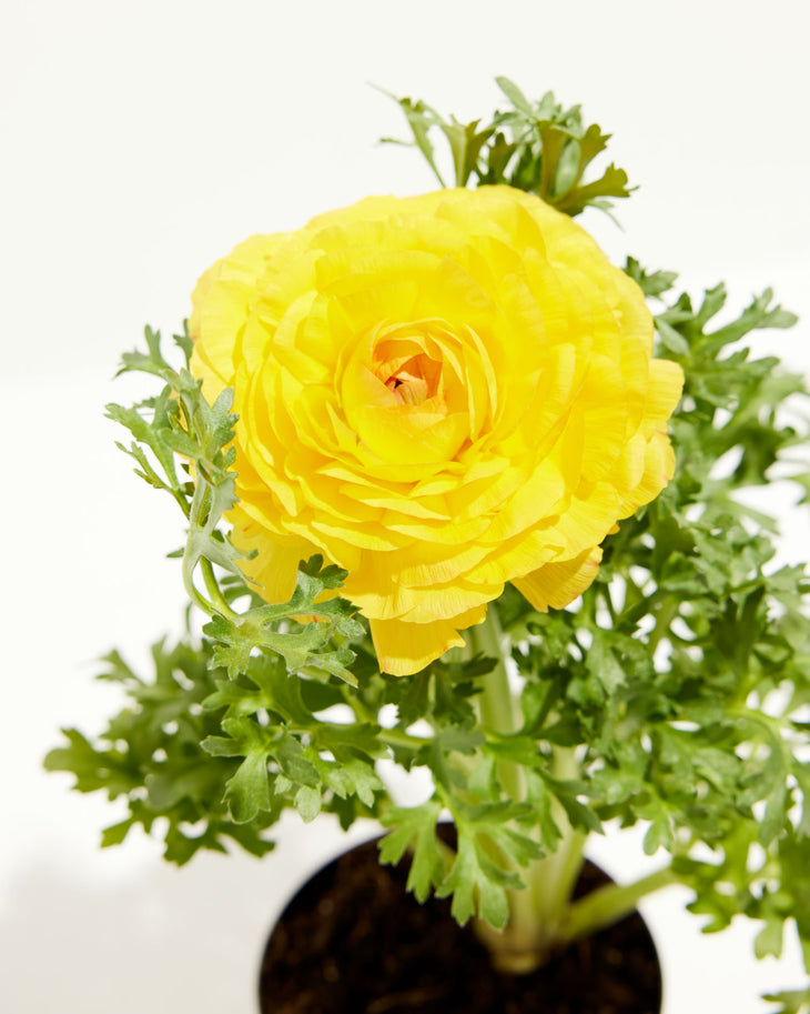 Ranunculus Yellow Red Bicolor, Lively Root, Plant, , , , 