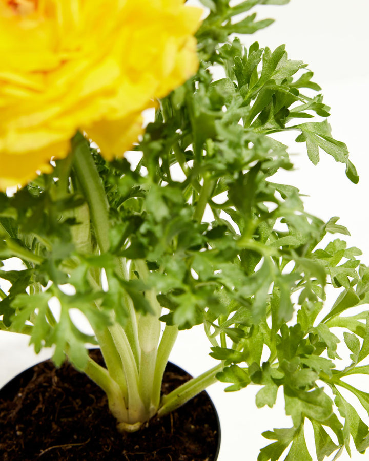 ranunculus potted plants for sale Ranunculus Italian Yellow