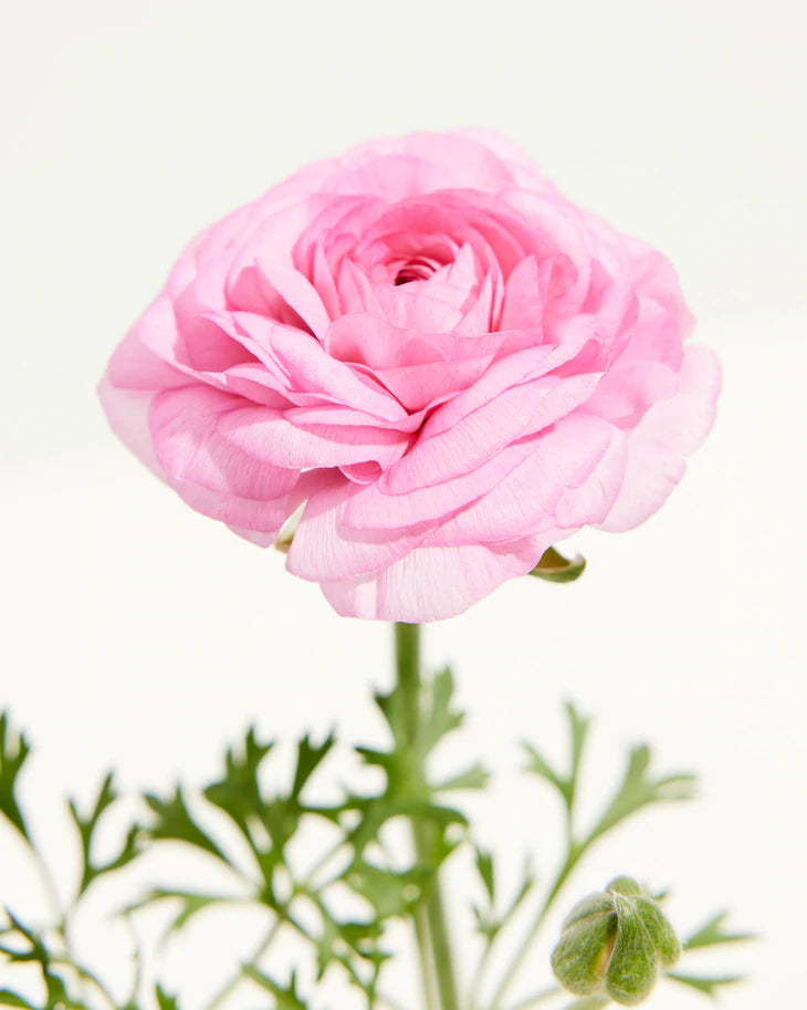 Ranunculus Garden Collection Featured Image