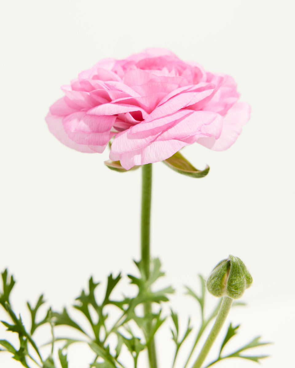 Ranunculus Light Pink Featured Image