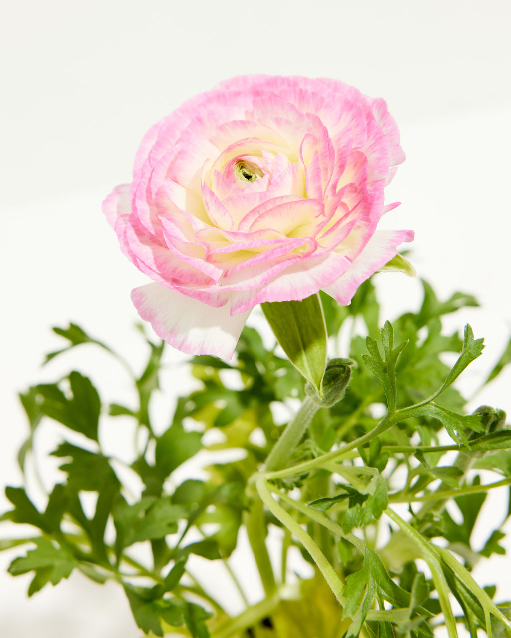 Pink Ranunculus Flowers