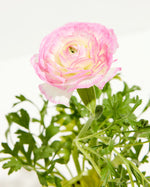 Ranunculus Garden Collection Featured Image