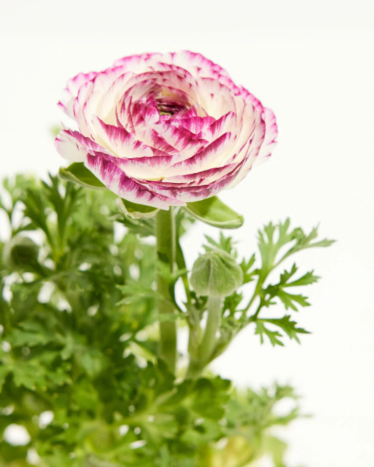Ranunculus Red-Yellow Bicolor