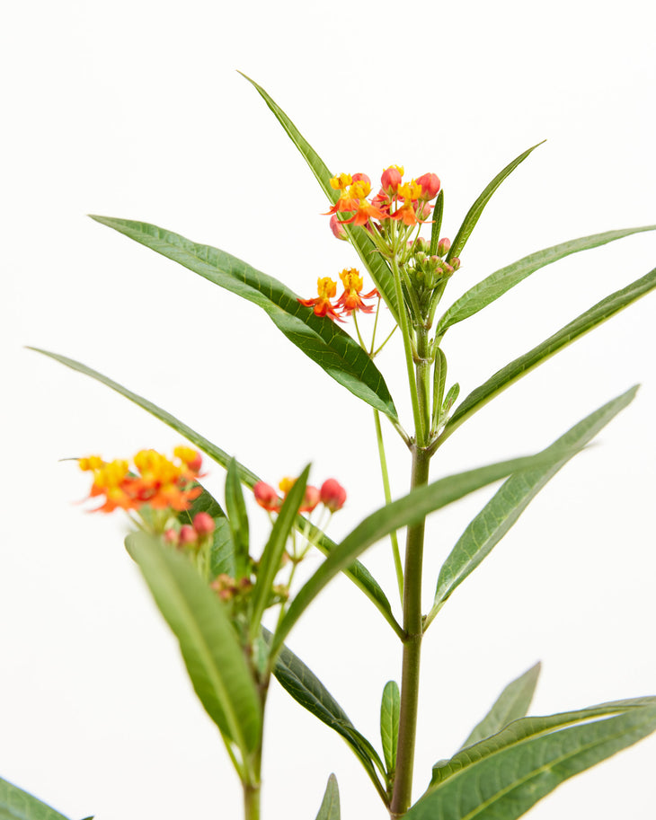 Red Butterfly Milkweed, Lively Root, Plant, , , , 
