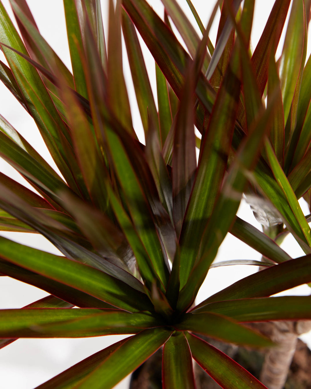 dracaena magenta care Dracaena Cane Magenta For Sale Including Care Guide