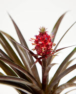Red Pineapple Plant with Fruit Featured Image