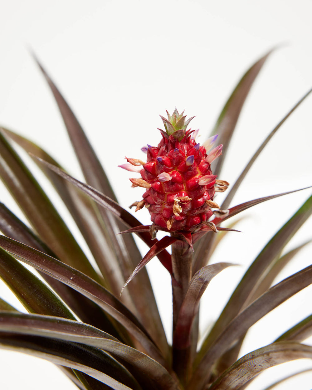 mini me pineapple plant Pineapple Plant with Fruit | Tropical Plants