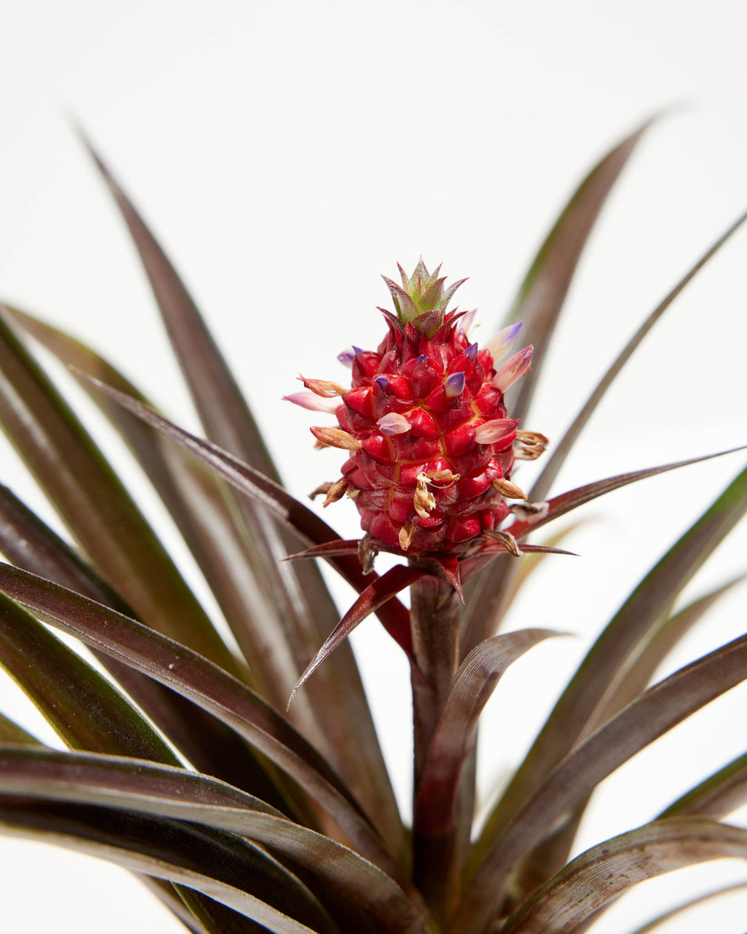 red pineapple plant for sale Red Pineapple Plant with Fruit