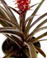 Red Pineapple Plant with Fruit Featured Image