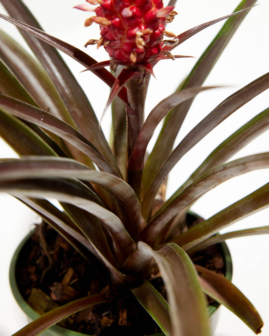 pineapple plant leaves Pineapple Plant with Fruit | Tropical Plants