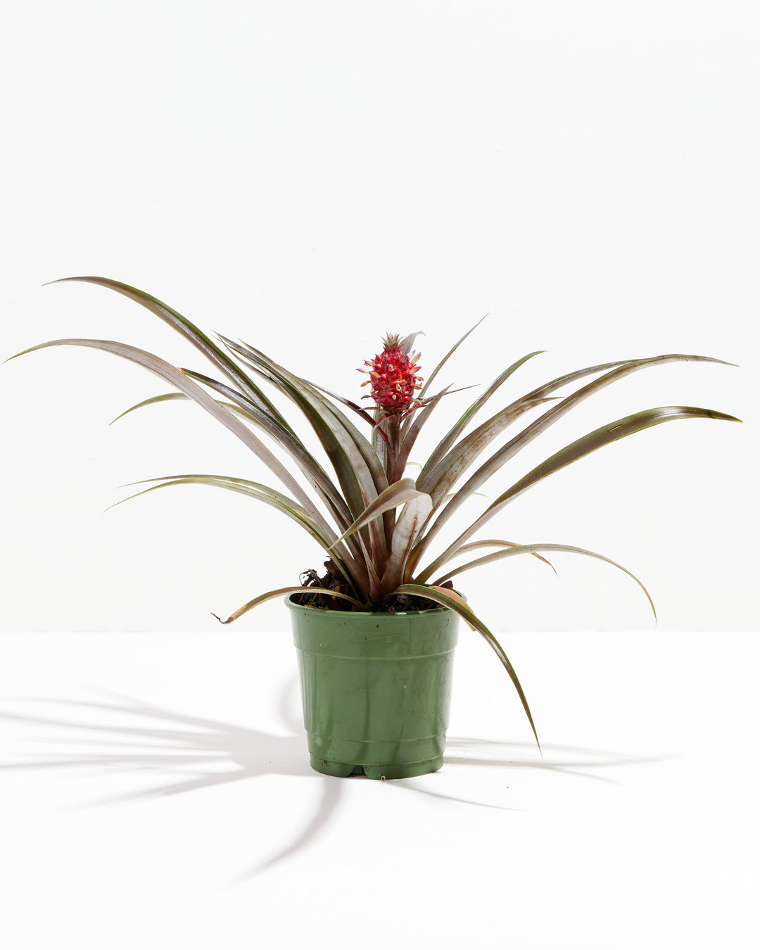 red spanish pineapple plant Pineapple Plant with Fruit | Tropical Plants