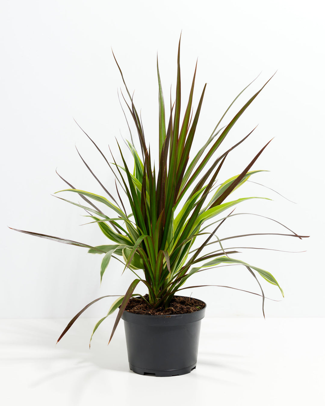 Red Leaf Dragon Plant Collection (Dracaena)