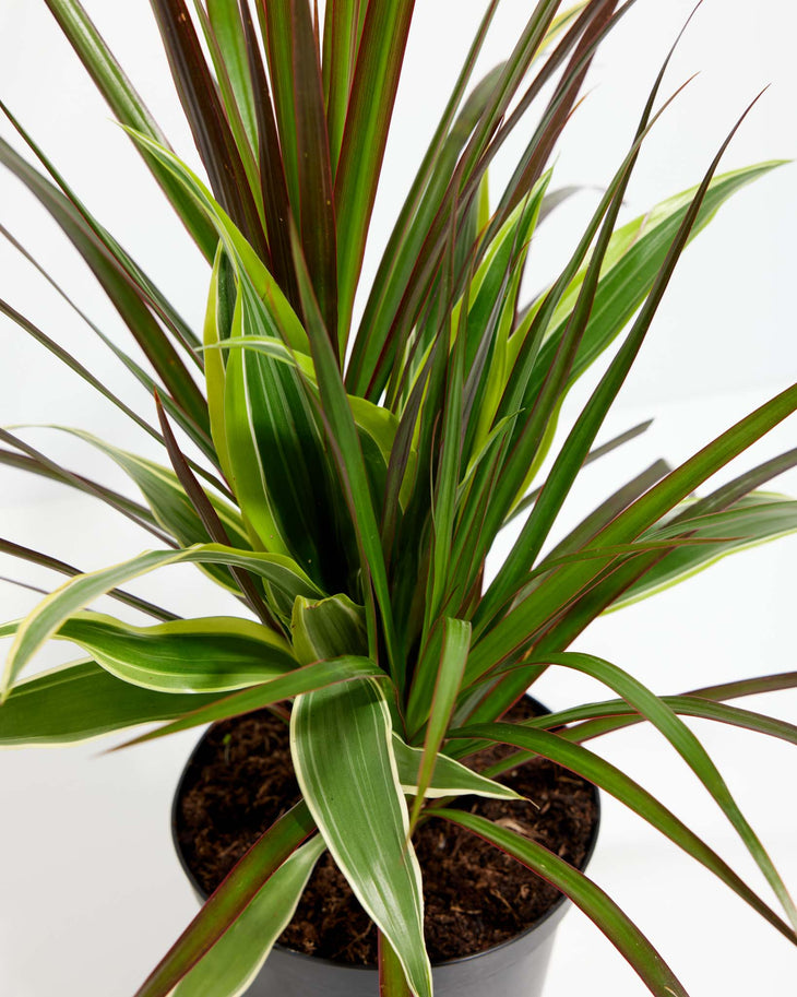 Red Leaf Dragon Plant Collection (Dracaena)