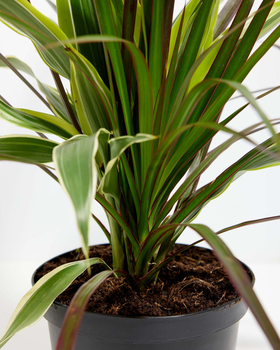 Red Leaf Dragon Plant Collection (Dracaena) Featured Image