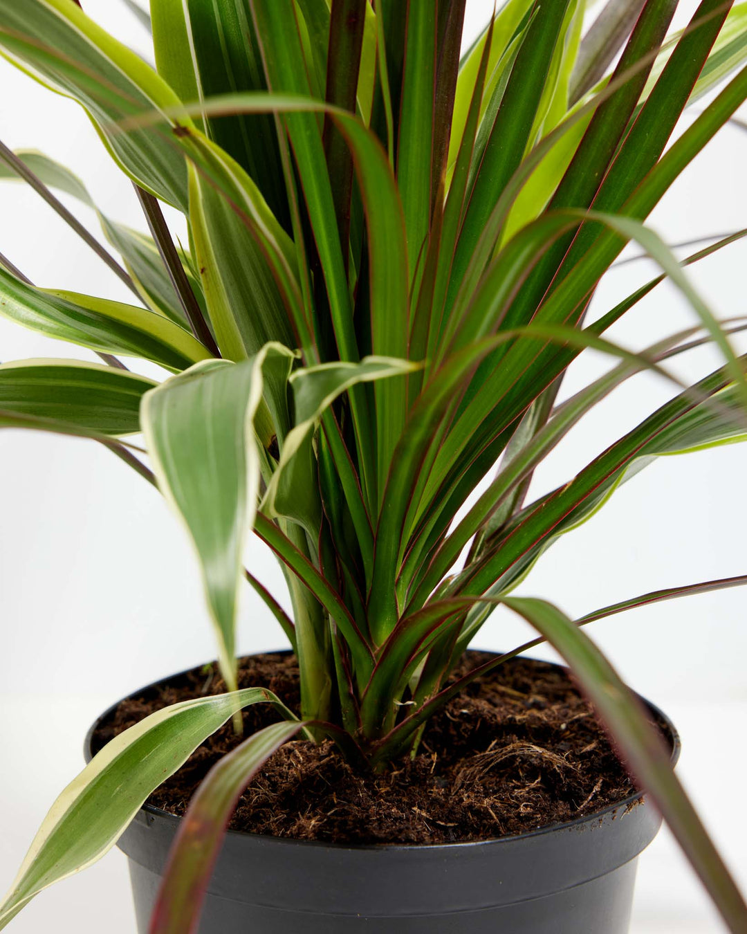 Red Leaf Dragon Plant Collection (Dracaena)