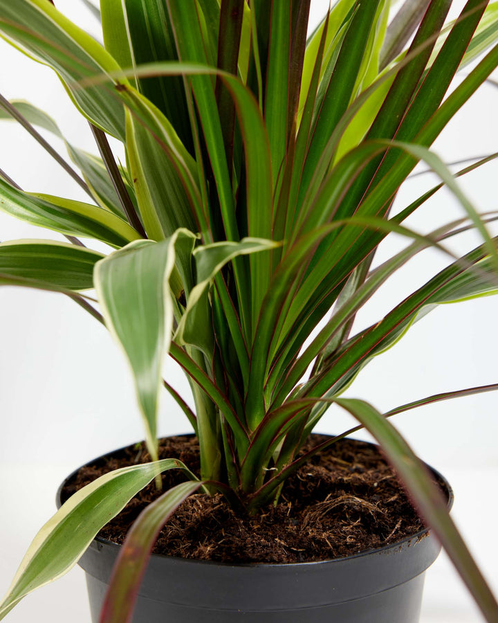 Red Leaf Dragon Plant Collection (Dracaena)