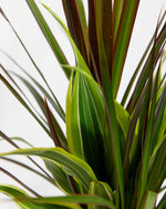 Red Leaf Dragon Plant Collection (Dracaena) Featured Image