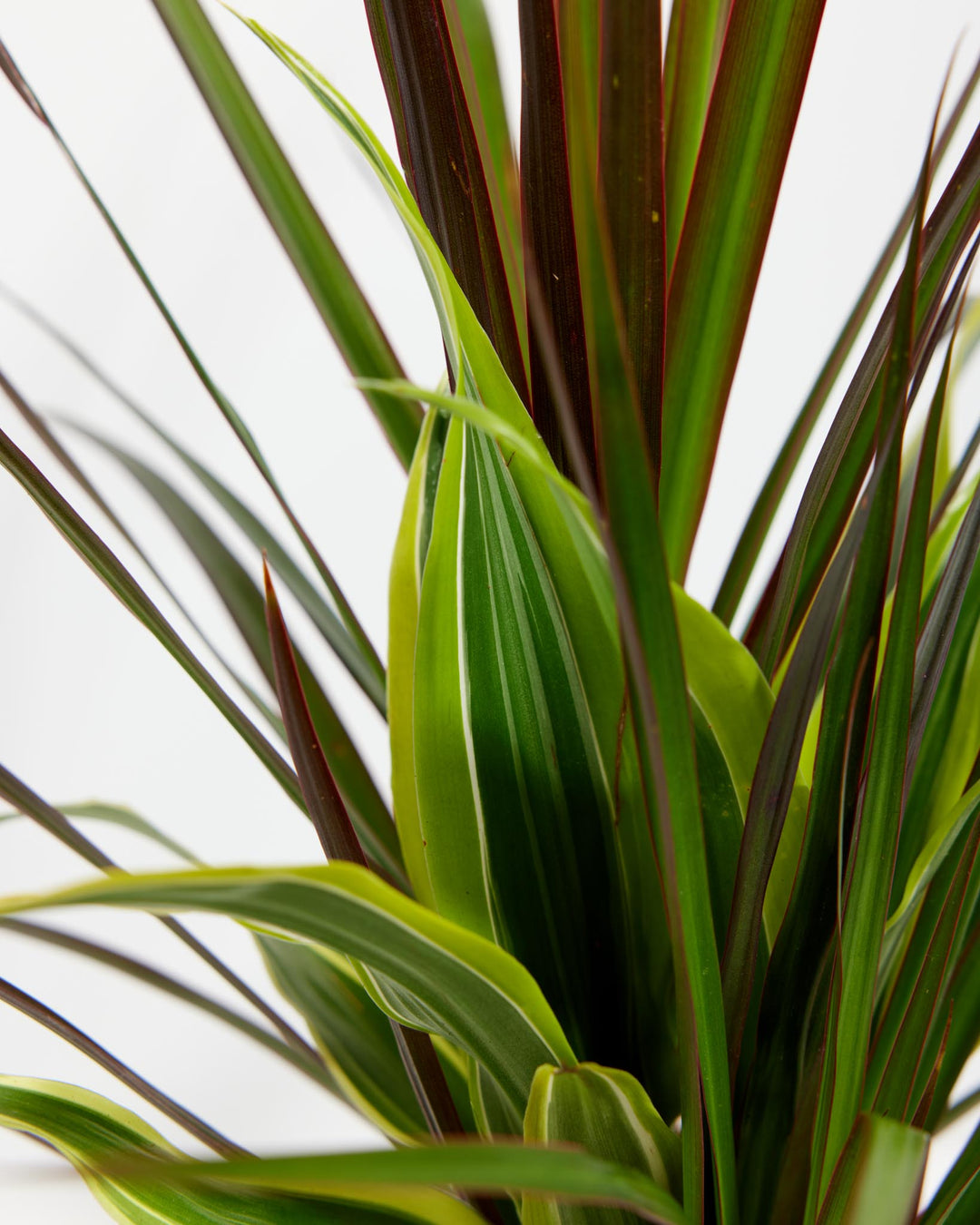 red dracaena spike plant Shop Majestic Dragon Plant