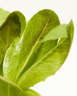Lettuce Tricolor Romaine Mix Featured Image