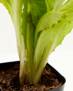 Lettuce Tricolor Romaine Mix Featured Image