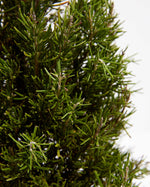 Rosemary Christmas Tree Featured Image