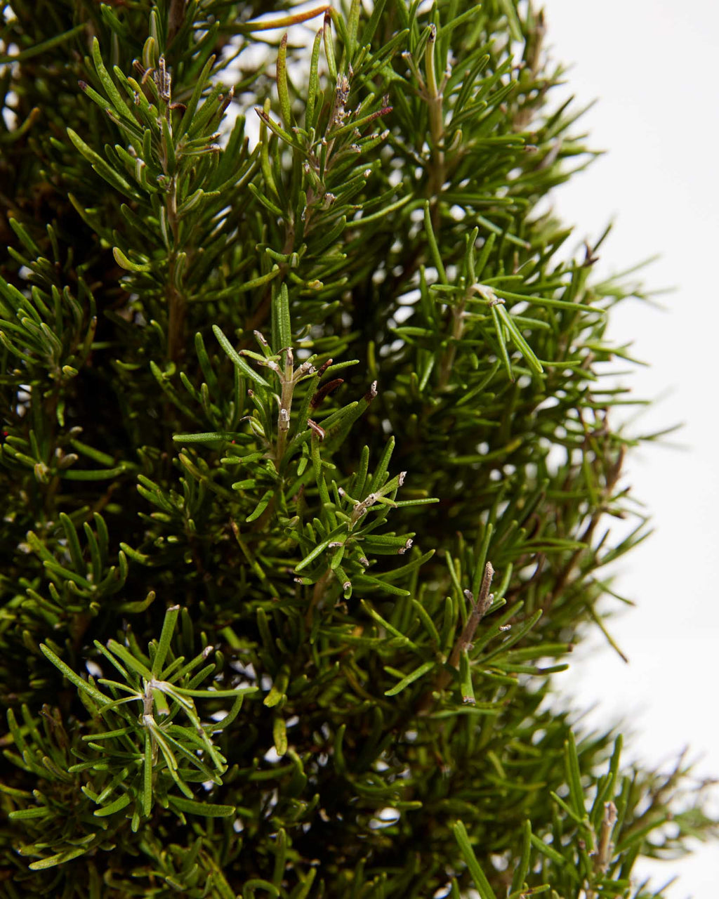Rosemary Christmas Tree Holiday Plants Lively Root
