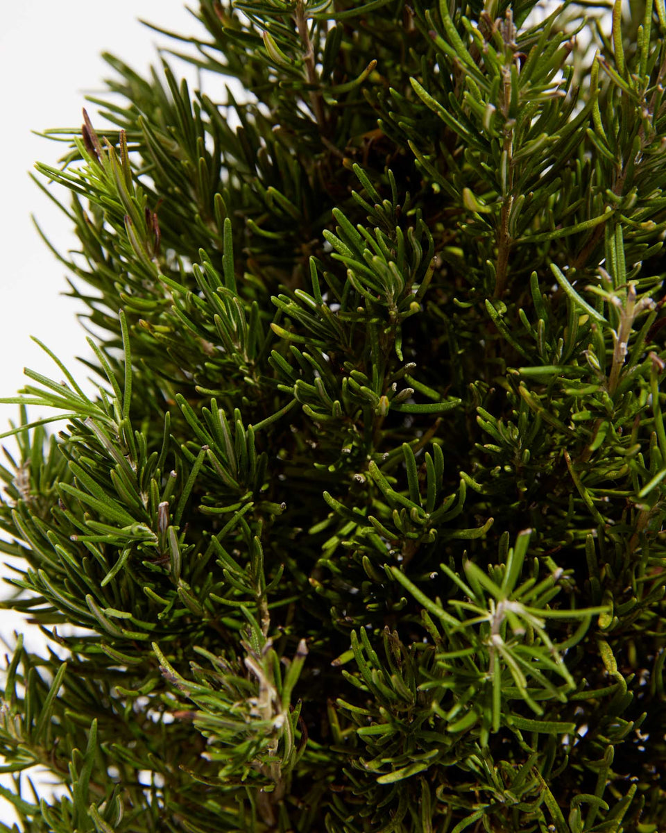 Rosemary Christmas Tree Featured Image