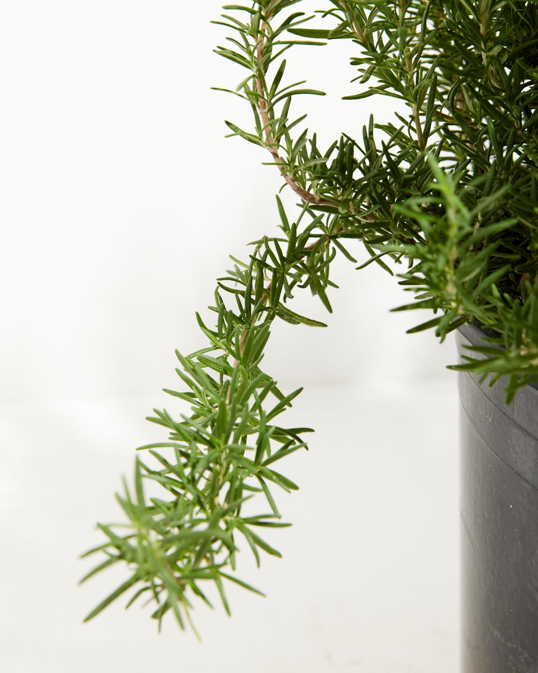 peat moss and perlite for succulents Tuscan Blue Rosemary | Patio & Landscape Plants