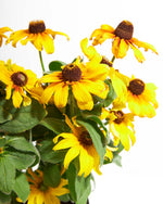 Rudbeckia Chestnut Gold Featured Image