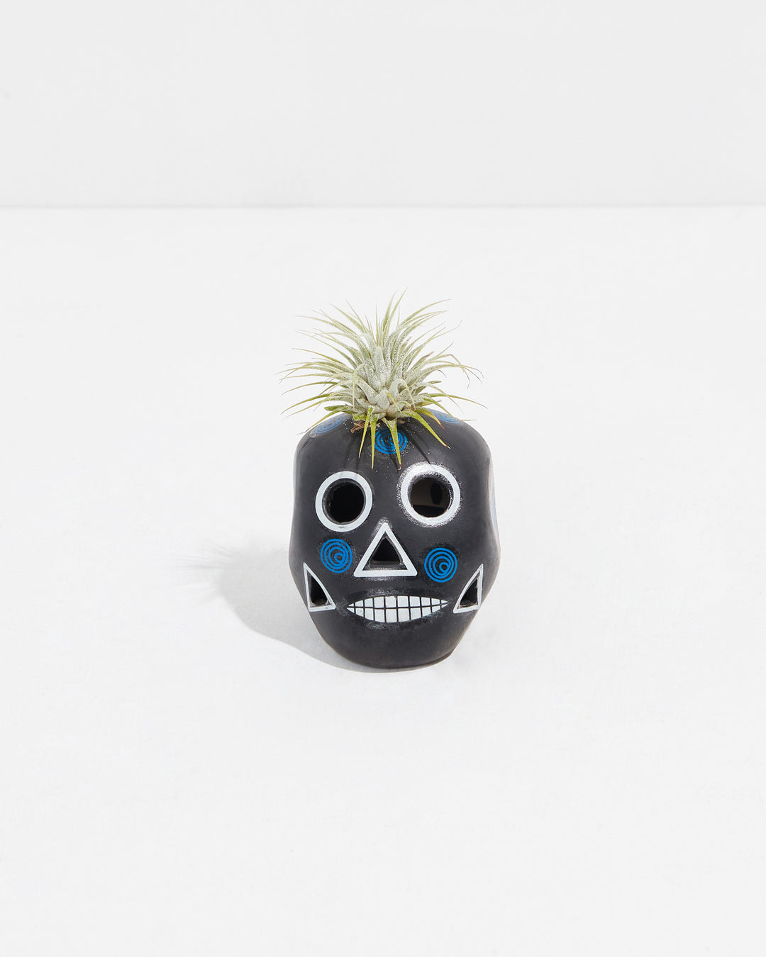 sugar skull air plant Black Sugar Skull Air Plant