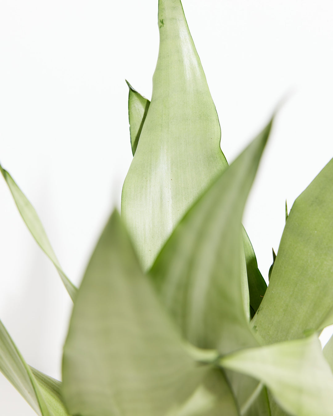 sansevieria moonlight vs moonshine Sansevieria Moonshine For Sale, Care Guide & Growing Tips Small / Eco Pot / Coconut