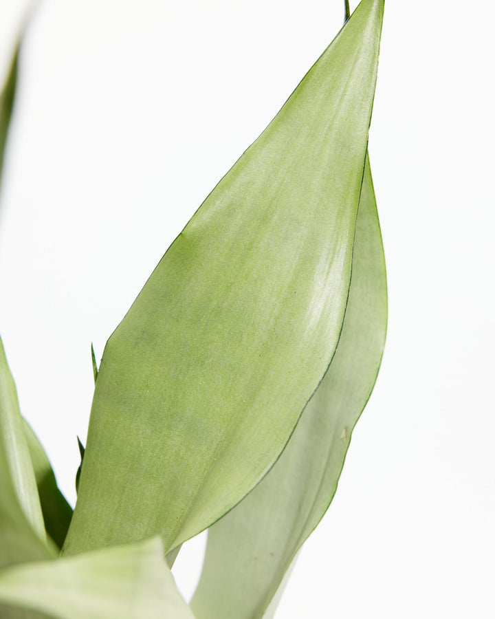 sansevieria moonlight vs moonshine Sansevieria Moonshine For Sale, Care Guide & Growing Tips Small / Eco Pot / Earl Grey
