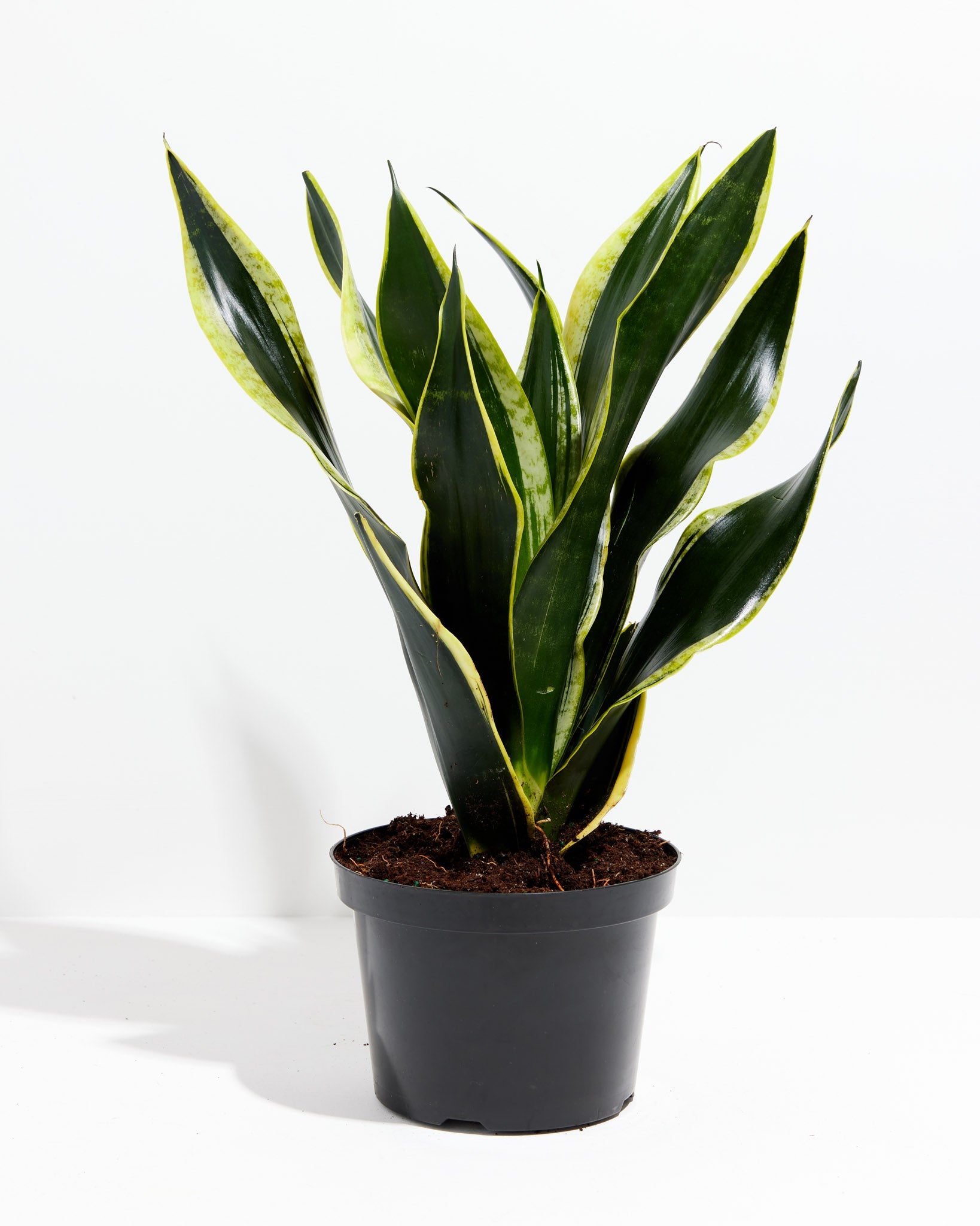 black gold extreme snake plant care Black Gold Snake Plant For Sale, Care Guide & Growing Tips