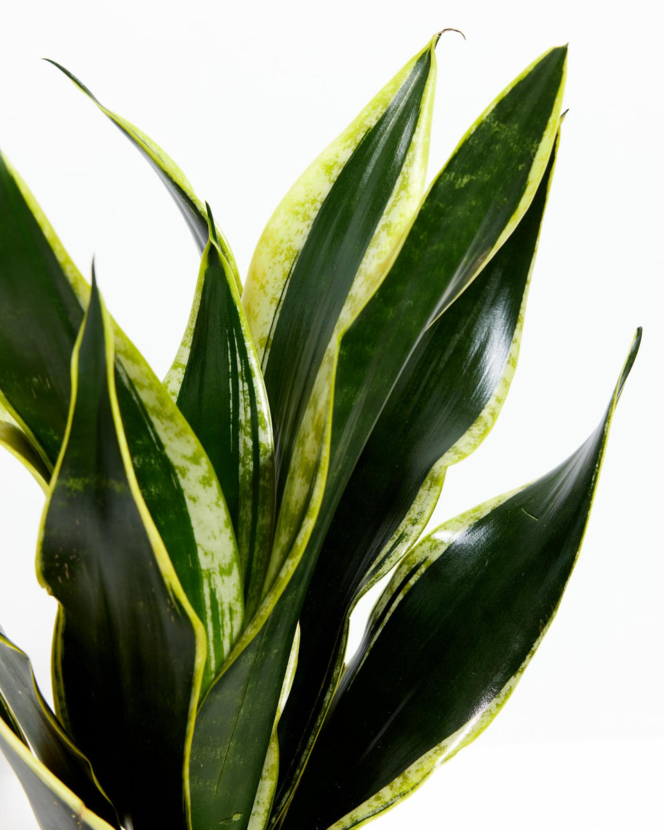Black Gold Snake Plant Featured Image