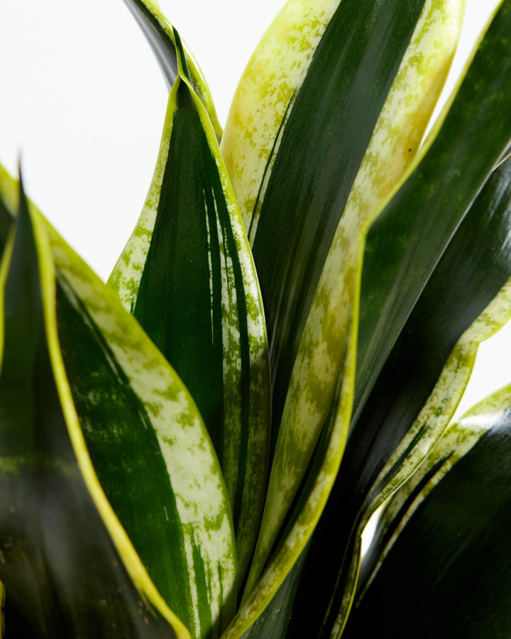 sansevieria trifasciata black gold snake plant Black Gold Snake Plant For Sale, Care Guide & Growing Tips