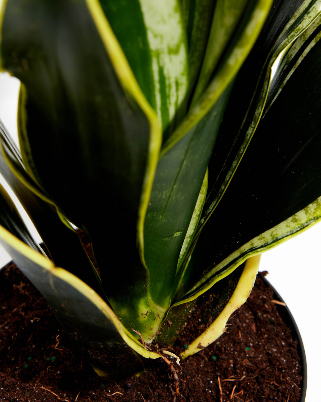black gold snake plant dwarf Black Gold Snake Plant For Sale, Care Guide & Growing Tips