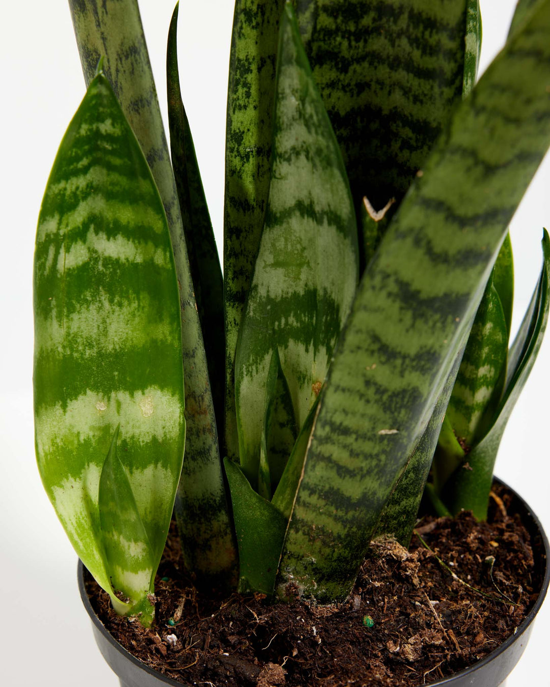 coral reef snake plant Black Coral Snake Plant | Indoor Plants