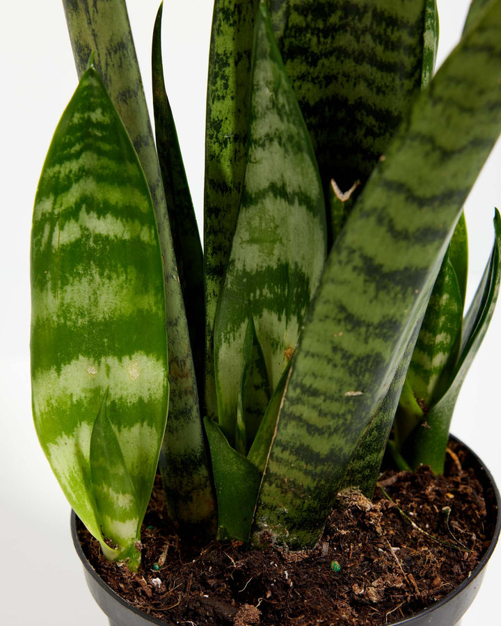 black coral snake plant sanseveria Black Coral Snake Plant | Indoor Plants