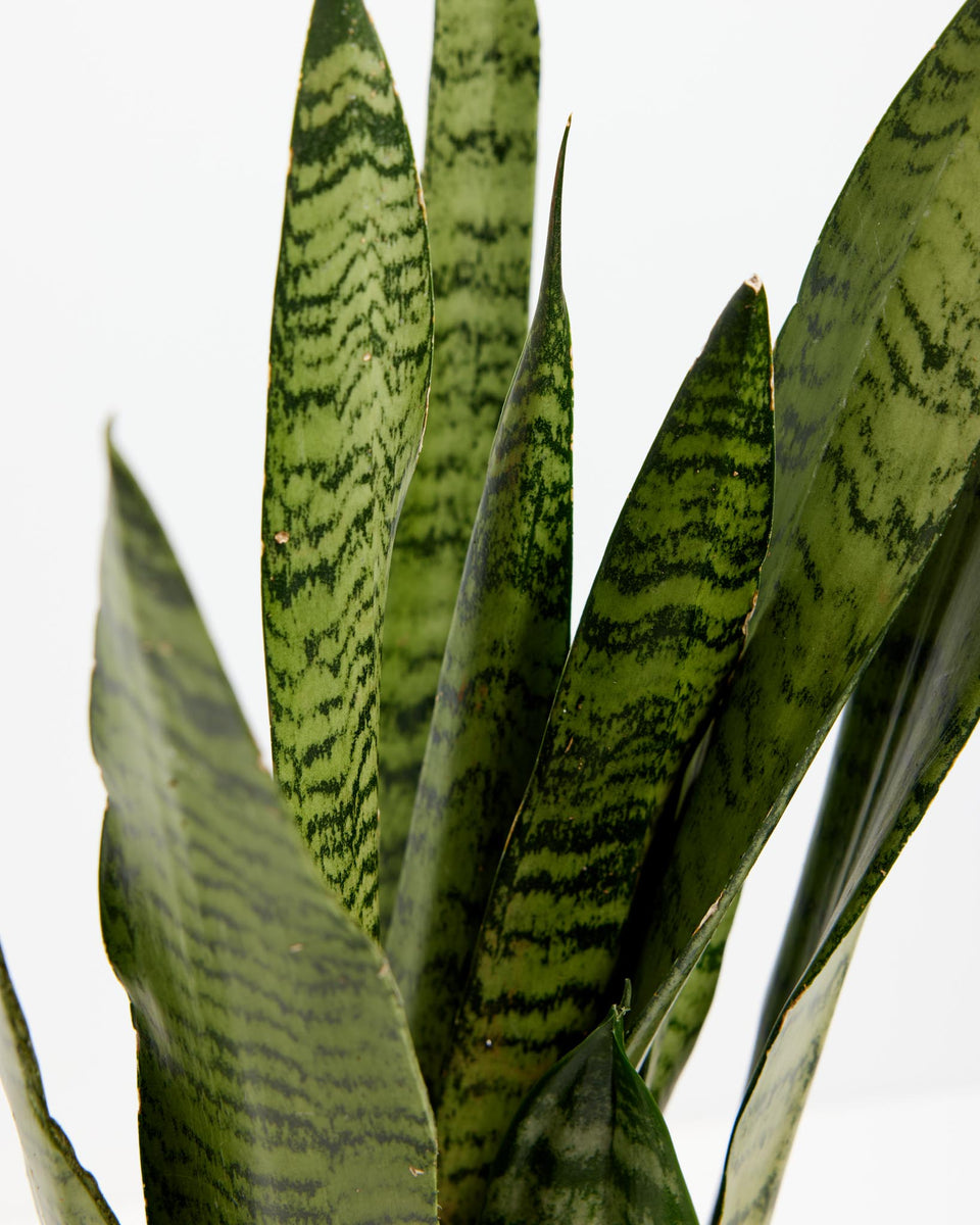 Black Coral Snake Plant Featured Image
