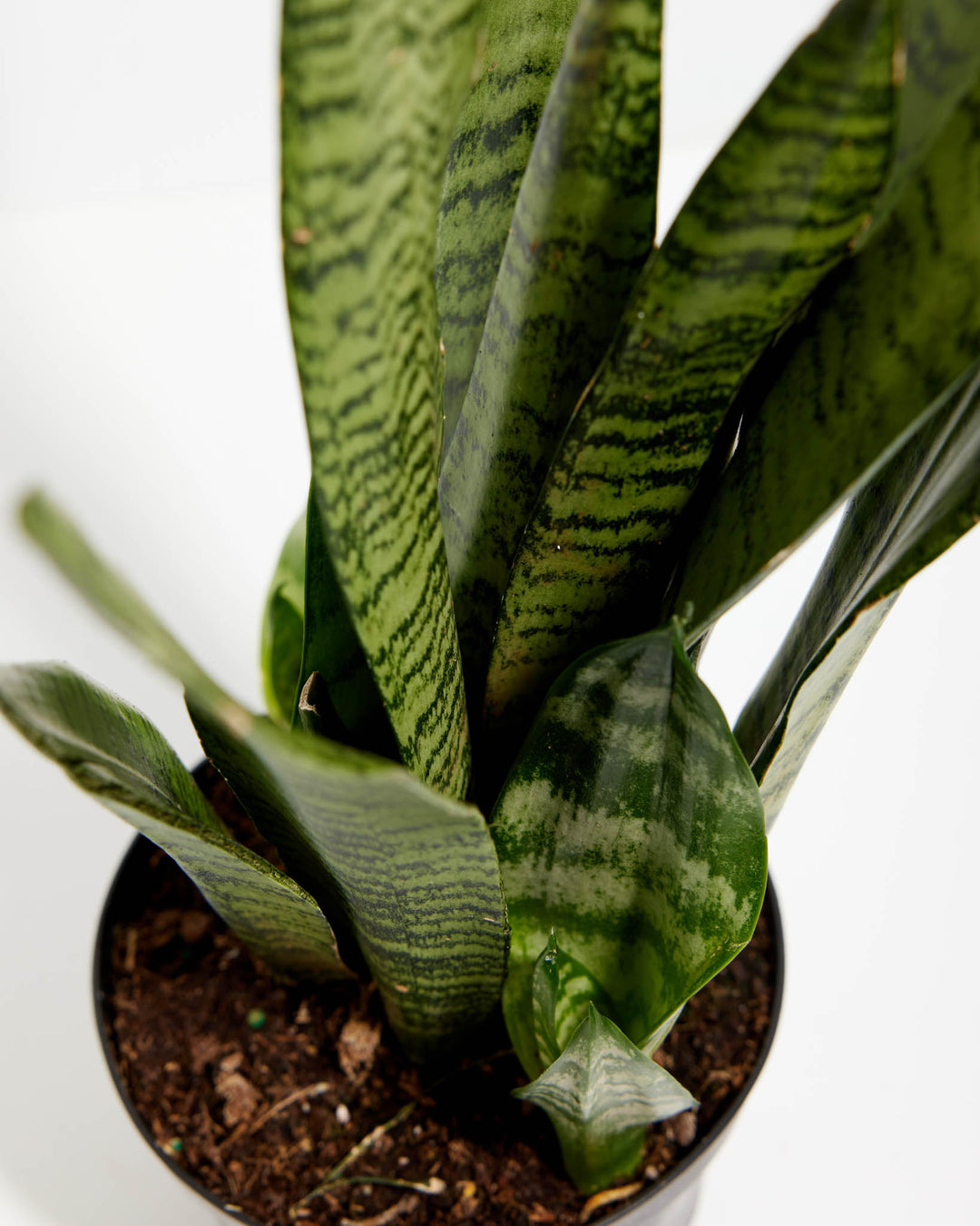 black coral.snake plant Black Coral Snake Plant | Indoor Plants