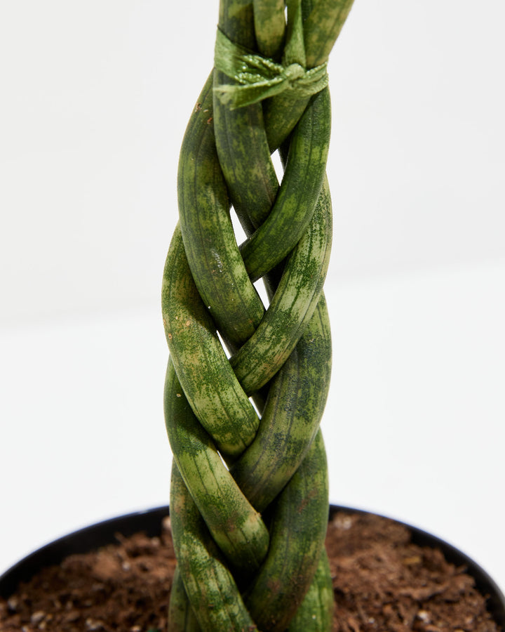 braided sansevieria cylindrica care Sansevieria Cylindrica Braid | Indoor Plants